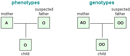 schematic drawings of phenotypes and genotypes of an expected ABO inheritance pattern